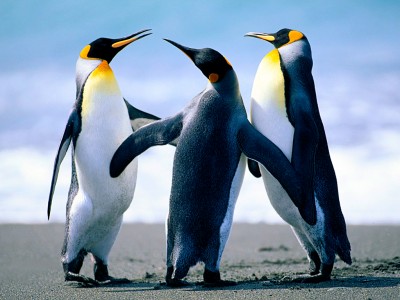 Google Penguin Algorithm 3.0