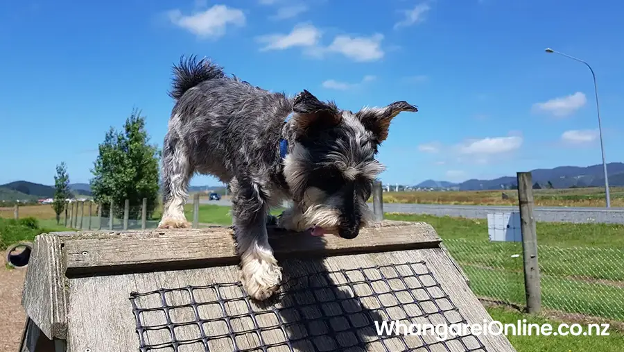 Ralph the Schnauzer at Whangarei dog park